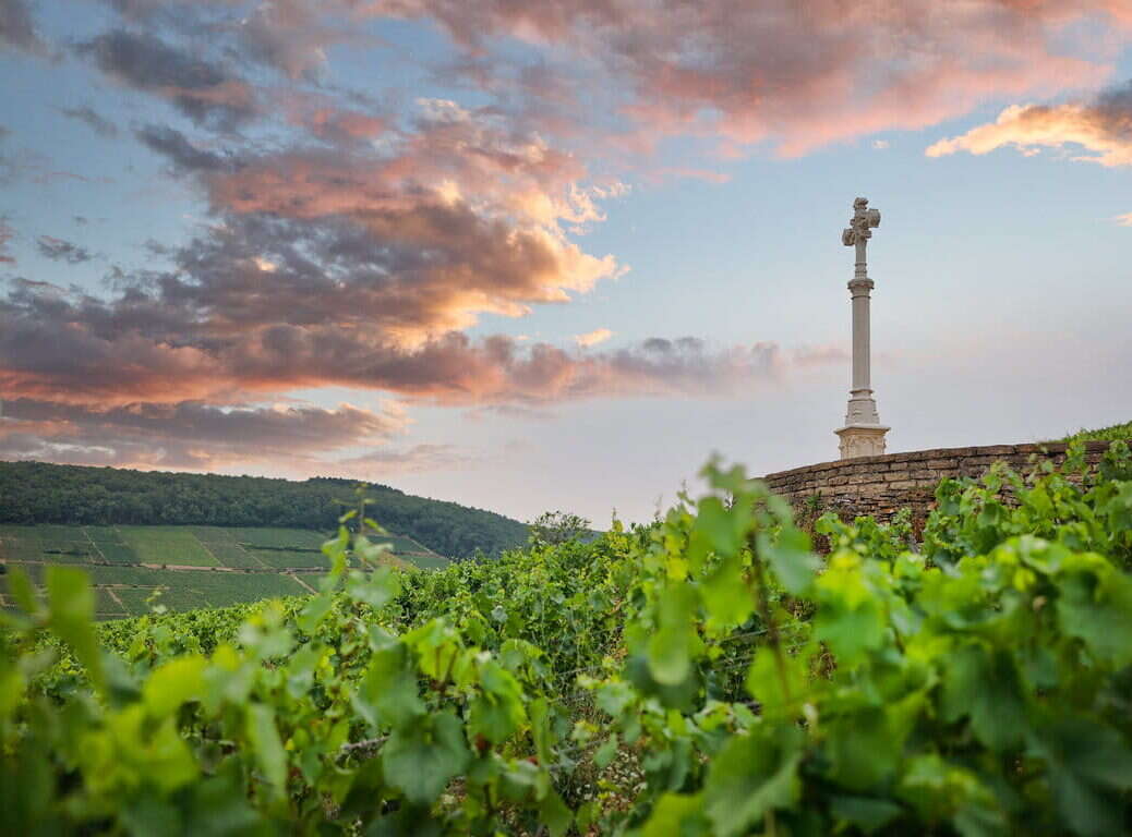 Corton-Charlemagne cross