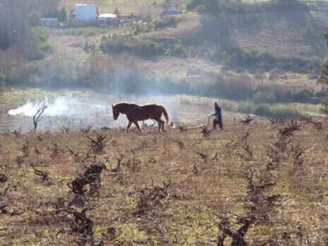 Thoroughbred workhorses