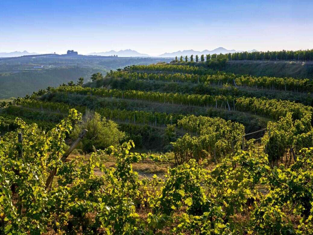 The vineyards of Chinese winemakers Domaine de Long Dai