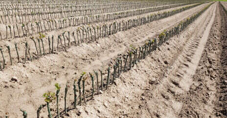 Cynical in the best sense