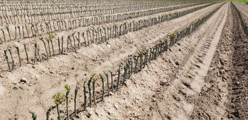 rows of young vine trunks on sandy soils