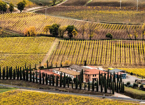 2020 Brunello di Montalcino: The wines