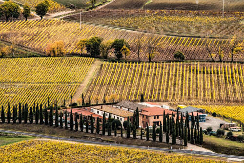 Montalcino vineyards with villa and cypress trees in the foreground.
