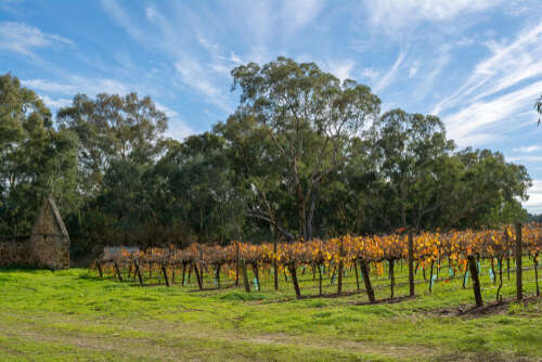 old vines in the Barossa Valley next to an old stone building