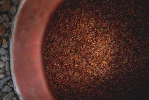 qvevri viewed from above filled with grapes fermenting