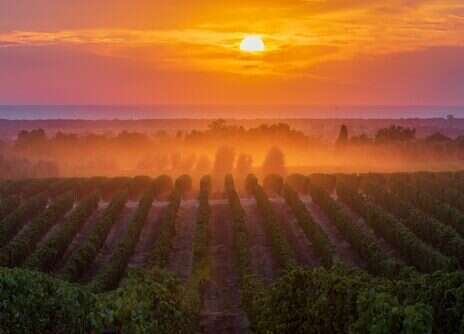 Sassicaia: The original Super-Tuscan