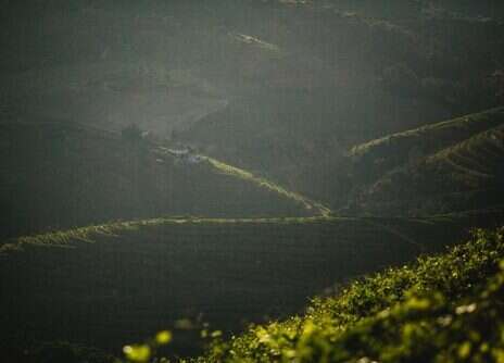 2023 Vintage Port: The fruits of a “welcomingly wet” year