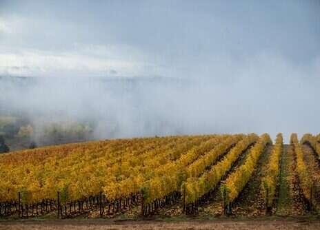Oregon Pinot Noir: Staying true to the Pinot ideal