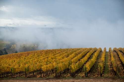 Oregon Pinot Noir: Staying true to the Pinot ideal