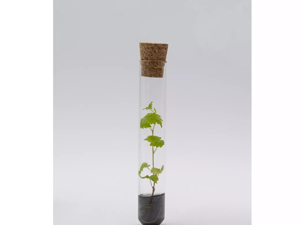 gene-edited vine in a test tube