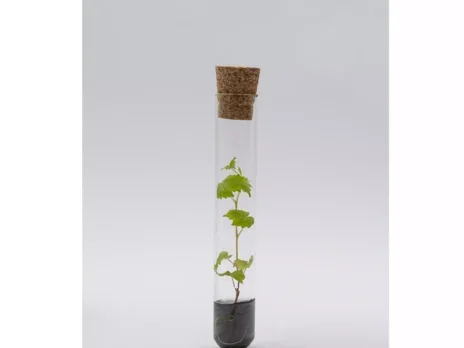 Could Montrachet be produced with gene-edited Chardonnay?