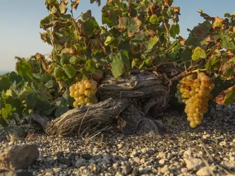 Assyrtiko: A great Greek grape comes of age