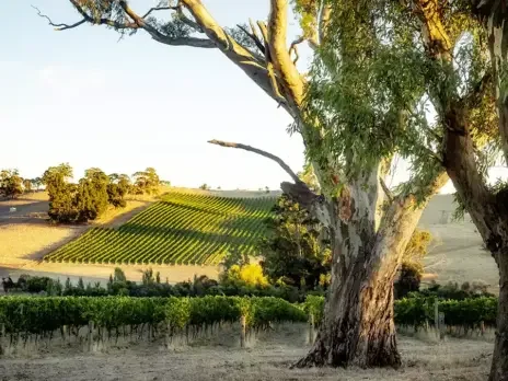 Australian Riesling: An underrated, pristine joy