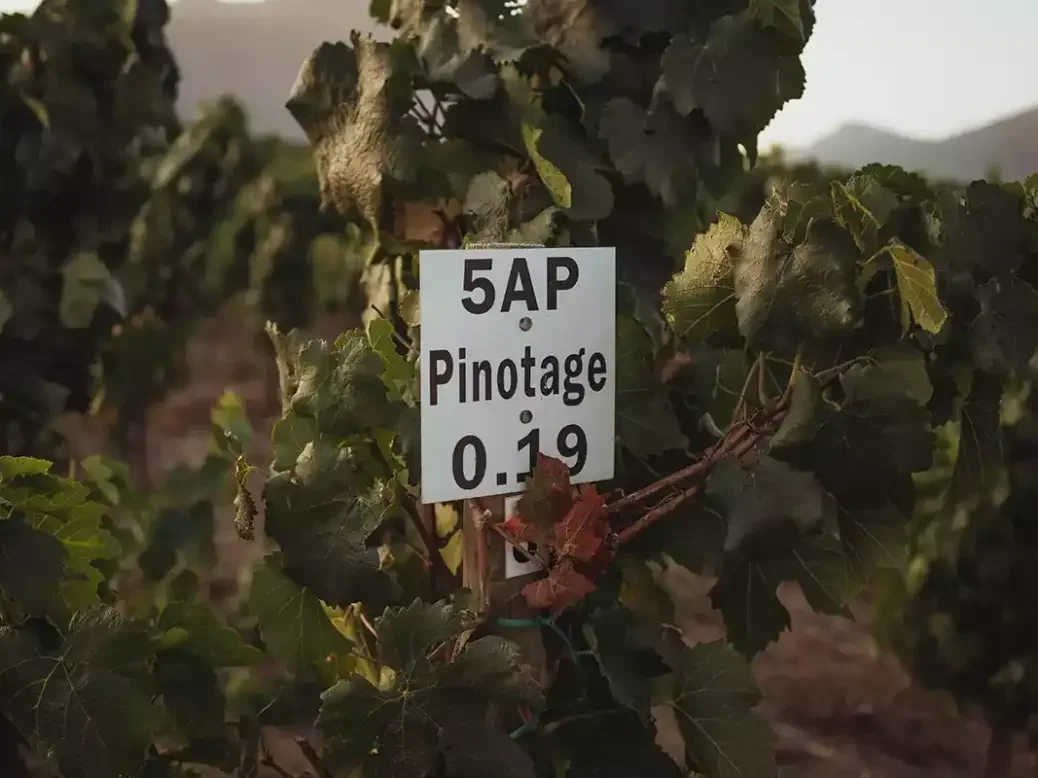 Pinotage vines