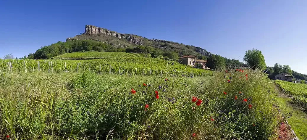 Pouilly-Fuissé vineyards.