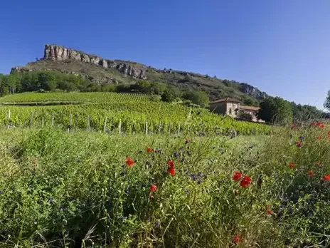 Pouilly-Fuissé: A premier cru tour