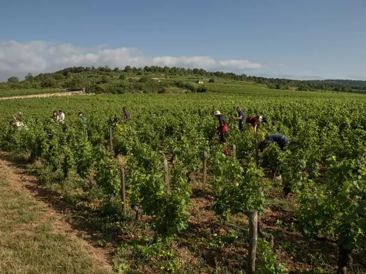 Harvesters in one of Jacques Prieur's two Montrachet plots, below lieu-dit Dents de Chien.