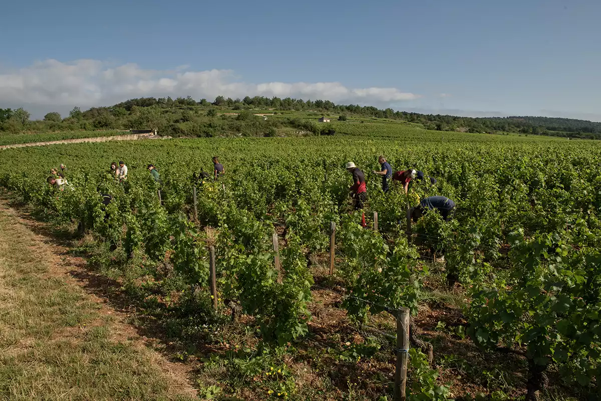 Domaine Jacques Prieur Montrachet 1999–2020