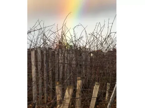 2024 Burgundy: Over the rainbow