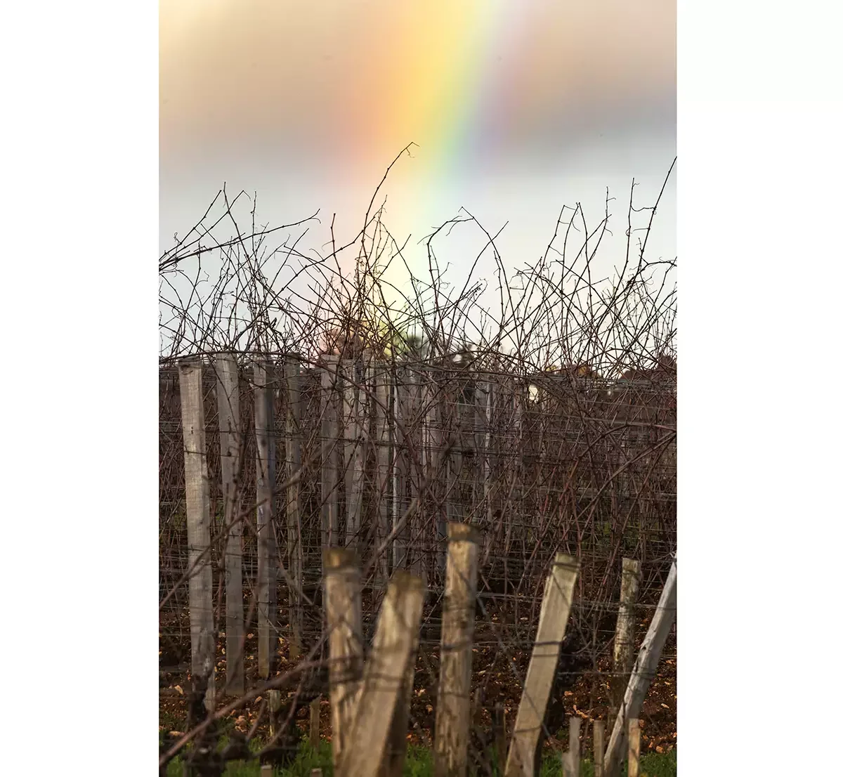 2024 Burgundy: Over the rainbow