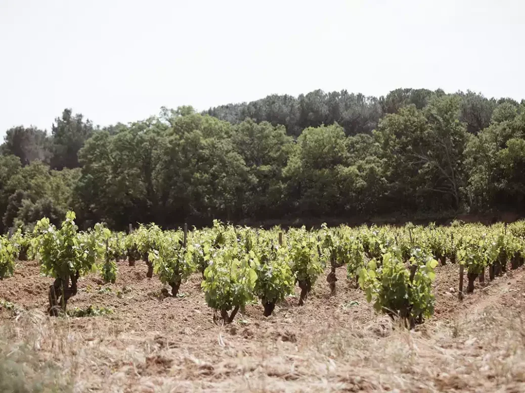 bush vines on stony soil in front of a wood at Château Rayas.