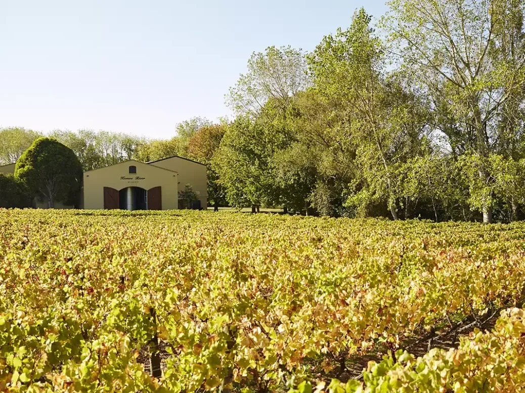 Vines in autumn at Kumeu River