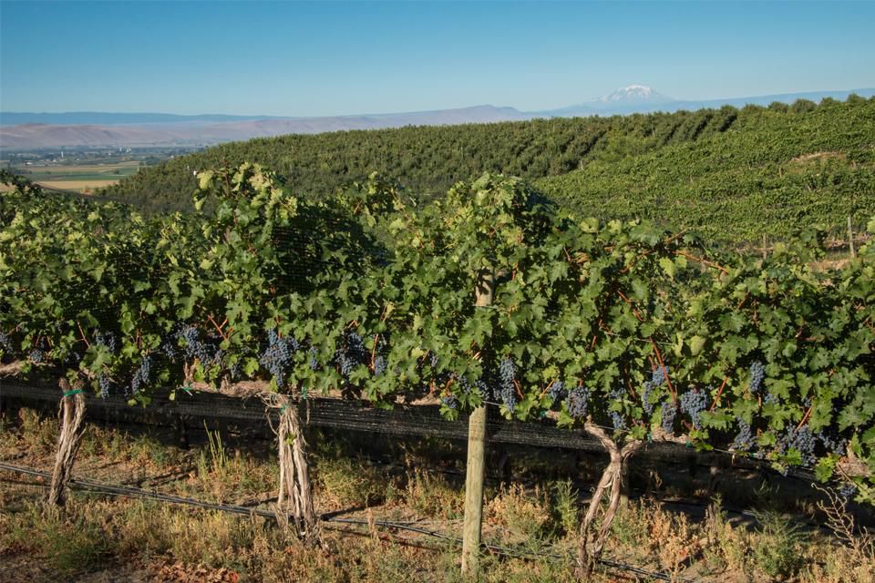 Red grapes hang on vines in the Yakima Valley's Rattlesnake Hills region.WASHINGTON STATE WINE COMMISSION